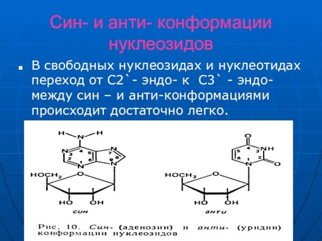 Син- и анти- конформации нуклеозидов В свободных нуклеозидах и нуклеотидах переход от