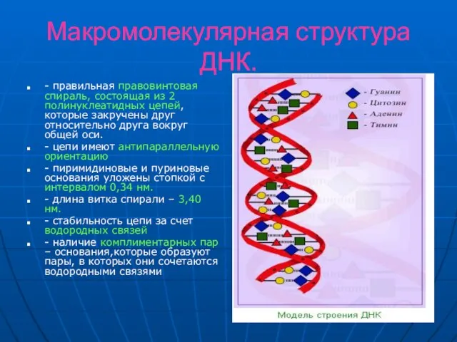 Макромолекулярная структура ДНК. - правильная правовинтовая спираль, состоящая из 2 полинуклеатидных цепей,