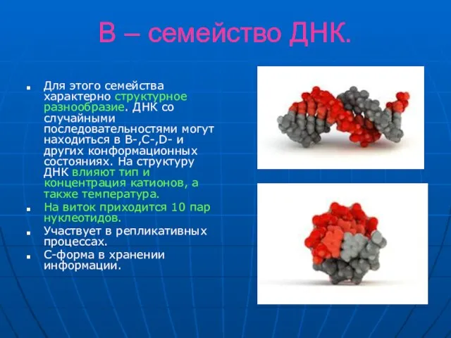 В – семейство ДНК. Для этого семейства характерно структурное разнообразие. ДНК со