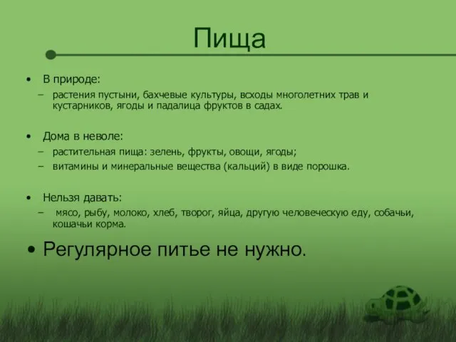 Пища В природе: растения пустыни, бахчевые культуры, всходы многолетних трав и кустарников,