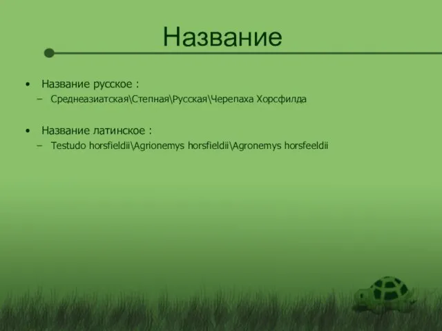 Название Название русское : Среднеазиатская\Степная\Русская\Черепаха Хорсфилда Название латинское : Testudo horsfieldii\Agrionemys horsfieldii\Agronemys horsfeeldii