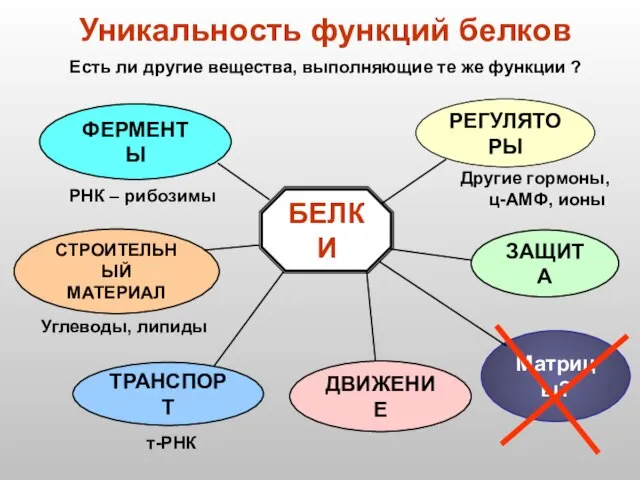 БЕЛКИ РЕГУЛЯТОРЫ ФЕРМЕНТЫ СТРОИТЕЛЬНЫЙ МАТЕРИАЛ ТРАНСПОРТ ДВИЖЕНИЕ ЗАЩИТА Уникальность функций белков Матрицы?