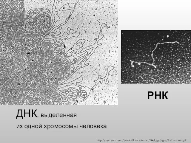 ДНК, выделенная из одной хромосомы человека РНК http://users.rcn.com/jkimball.ma.ultranet/BiologyPages/L/Laemmli.gif