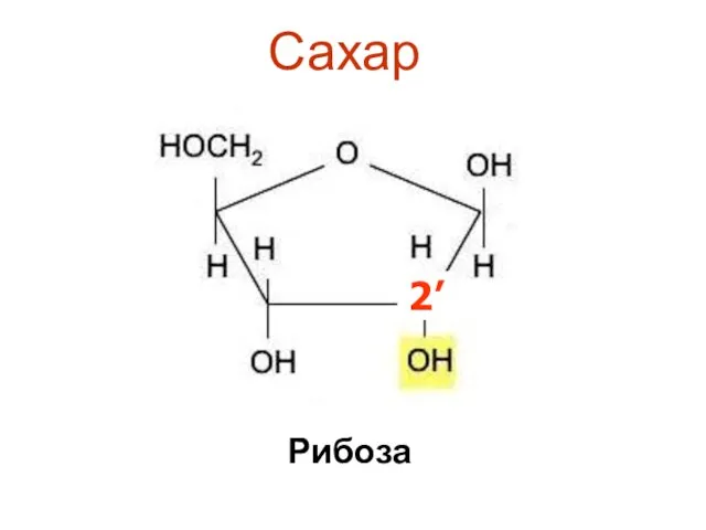 Сахар Рибоза 2’