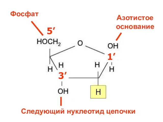 3’ H 1’ 5’ 3’