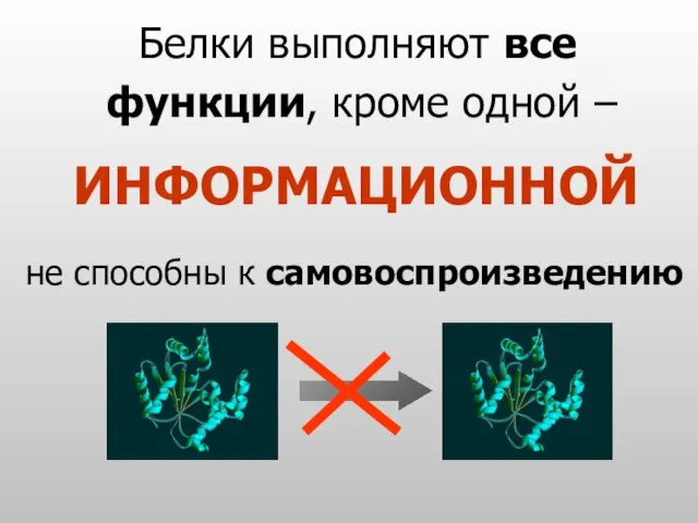 Белки выполняют все функции, кроме одной – ИНФОРМАЦИОННОЙ не способны к самовоспроизведению