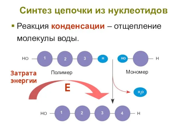 Синтез цепочки из нуклеотидов Реакция конденсации – отщепление молекулы воды. Затрата энергии Е