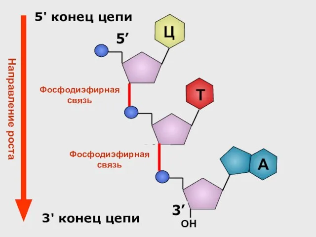 5’ Ц Фосфодиэфирная связь 5' конец цепи 3' конец цепи Фосфодиэфирная связь Направление роста