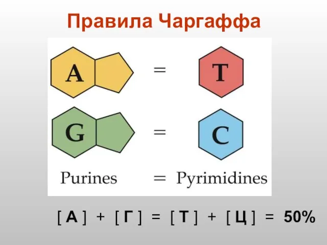 Правила Чаргаффа [ А ] + [ Г ] = [ Т