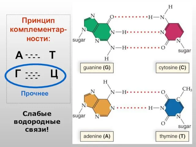 Принцип комплементар-ности: А Т Г Ц - - - - - -