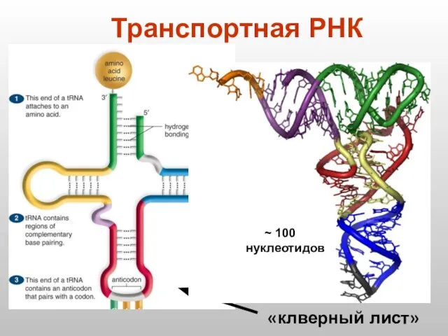 «клверный лист» Транспортная РНК ~ 100 нуклеотидов