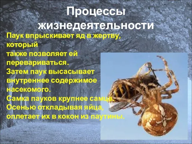 Процессы жизнедеятельности Паук впрыскивает яд в жертву, который также позволяет ей перевариваться.