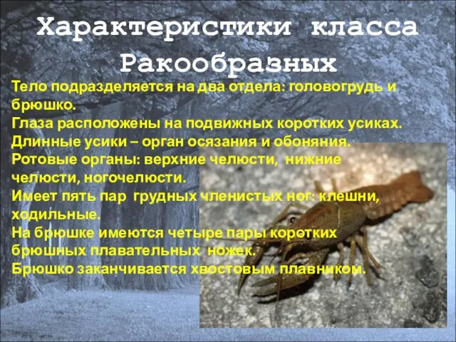 Характеристики класса Ракообразных Тело подразделяется на два отдела: головогрудь и брюшко. Глаза