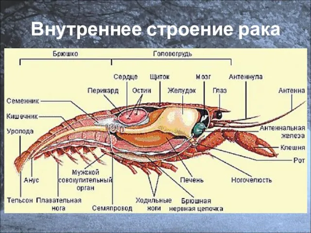 Внутреннее строение рака