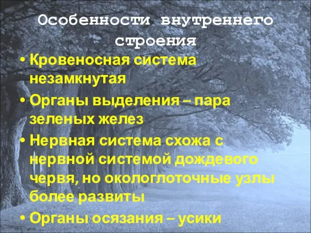 Особенности внутреннего строения Кровеносная система незамкнутая Органы выделения – пара зеленых желез