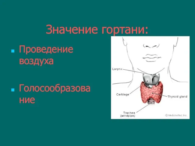 Значение гортани: Проведение воздуха Голосообразование