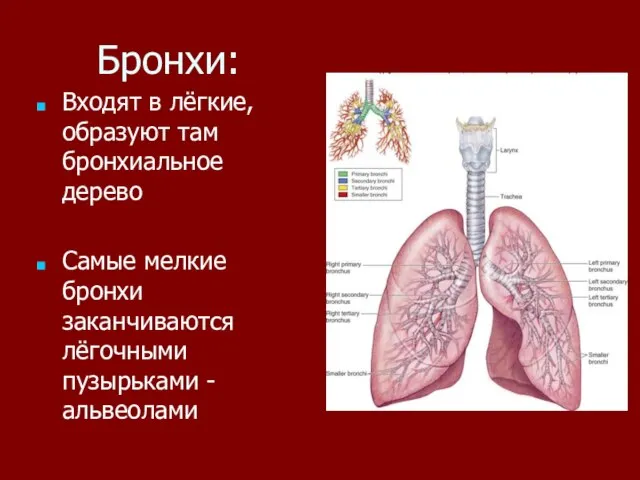 Бронхи: Входят в лёгкие, образуют там бронхиальное дерево Самые мелкие бронхи заканчиваются лёгочными пузырьками - альвеолами