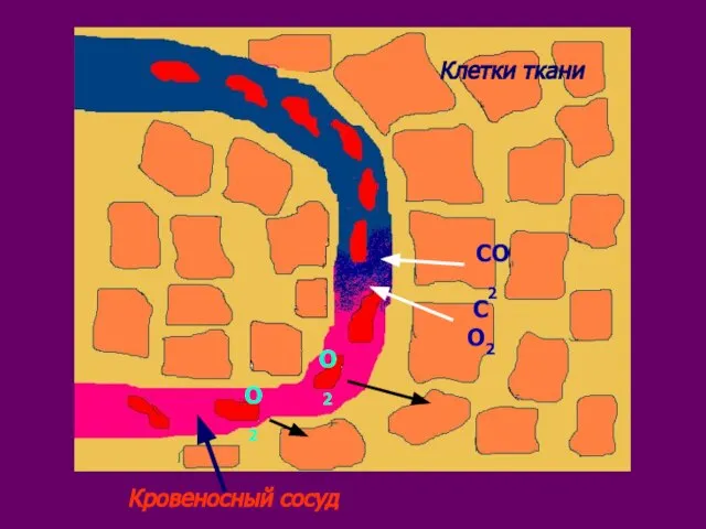 Клетки ткани Кровеносный сосуд О2 О2 СО2 СО2