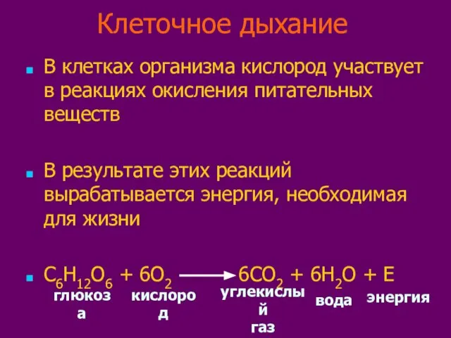 Клеточное дыхание В клетках организма кислород участвует в реакциях окисления питательных веществ