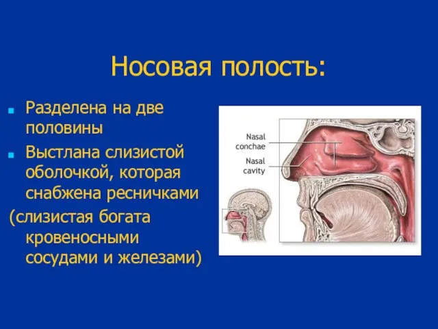 Носовая полость: Разделена на две половины Выстлана слизистой оболочкой, которая снабжена ресничками