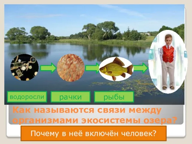 Как называются связи между организмами экосистемы озера? водоросли рачки рыбы Почему в неё включён человек?