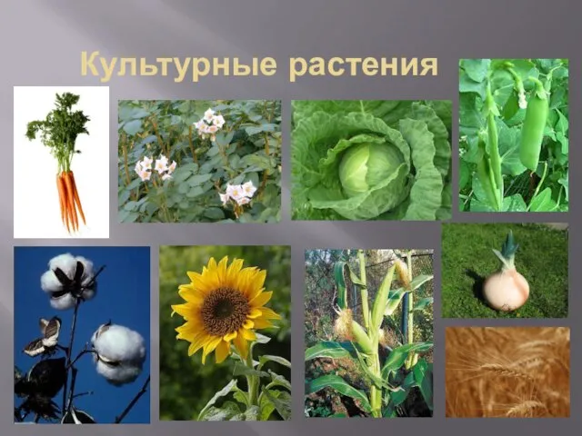 Культурные растения