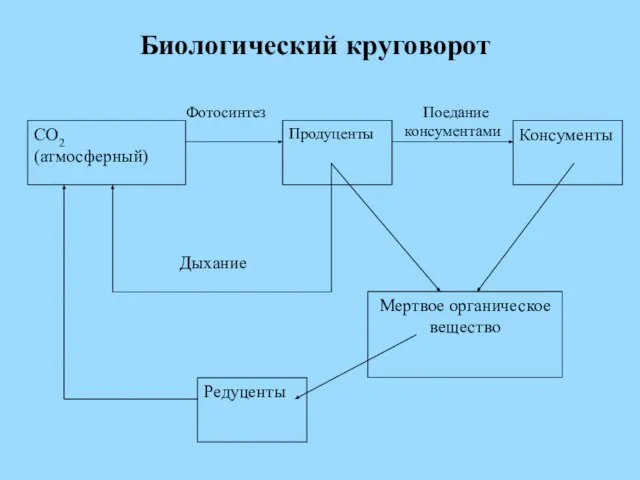 Биологический круговорот