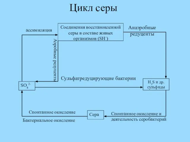 Цикл серы Сульфатредуцирующие бактерии