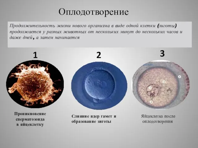Проникновение сперматозоида в яйцеклетку Слияние ядер гамет и образование зиготы 1 2