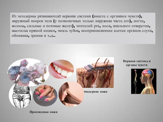 Нервная система и органы чувств Эпидермис кожи Производные кожи Из эктодермы развиваются: