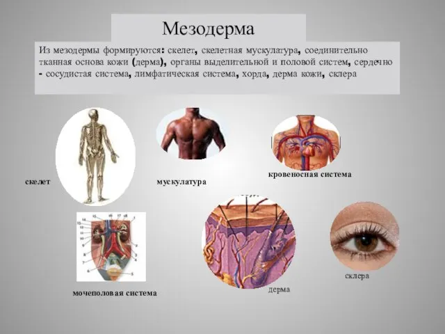 мускулатура кровеносная система скелет мочеполовая система Из мезодермы формируются: скелет, скелетная мускулатура,