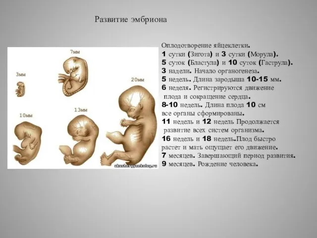 Оплодотворение яйцеклетки. 1 сутки (Зигота) и 3 сутки (Морула). 5 суток (Бластула)