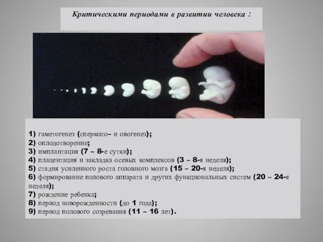 1) гаметогенез (спермато– и овогенез); 2) оплодотворение; 3) имплантация (7 – 8-е