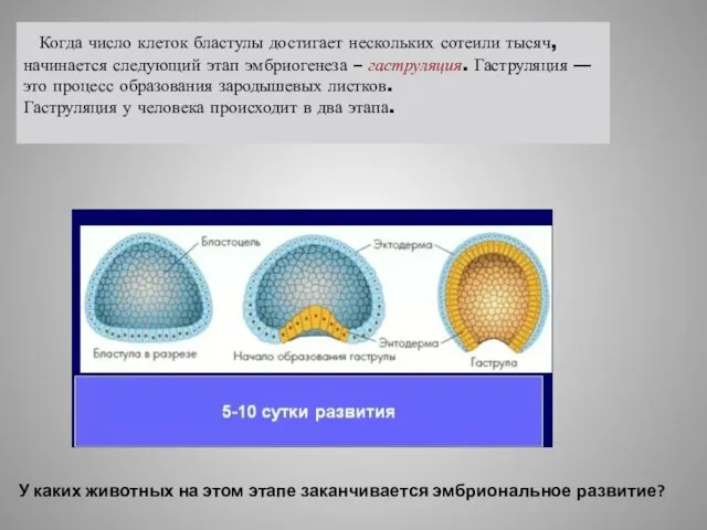 Когда число клеток бластулы достигает нескольких сотеили тысяч, начинается следующий этап эмбриогенеза