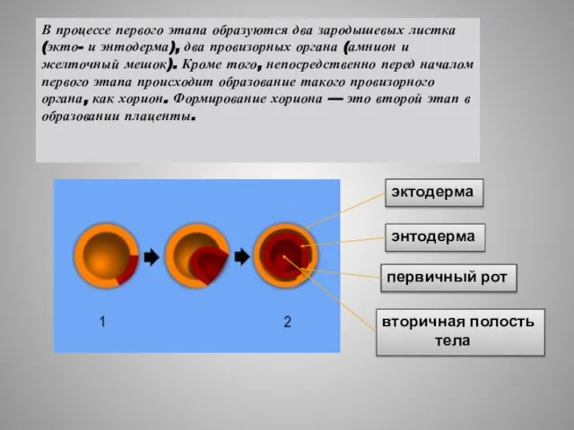 В процессе первого этапа образуются два зародышевых листка (экто- и энтодерма), два