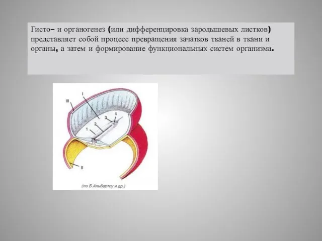 Гисто– и органогенез (или дифференцировка зародышевых листков) представляет собой процесс превращения зачатков