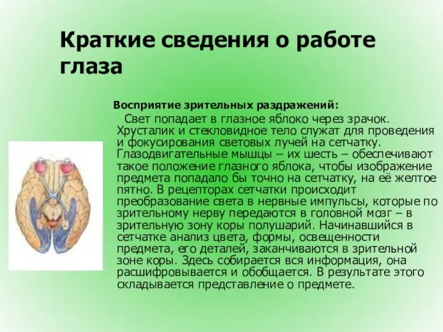 Краткие сведения о работе глаза Восприятие зрительных раздражений: Свет попадает в глазное