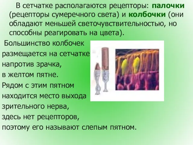 В сетчатке располагаются рецепторы: палочки (рецепторы сумеречного света) и колбочки (они обладают