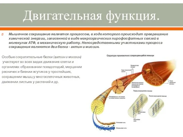 Двигательная функция. Мышечное сокращение является процессом, в ходе которого происходит превращение химической