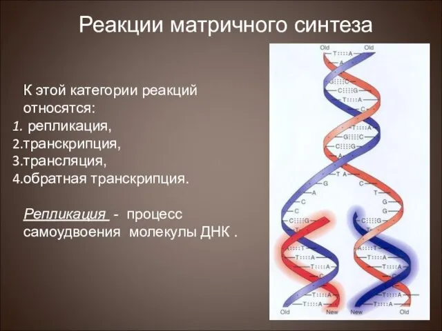 К этой категории реакций относятся: репликация, транскрипция, трансляция, обратная транскрипция. Репликация -