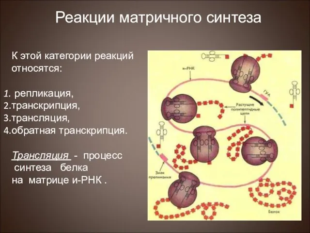 К этой категории реакций относятся: репликация, транскрипция, трансляция, обратная транскрипция. Трансляция -