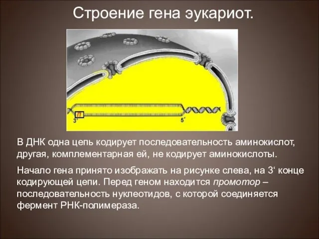 Строение гена эукариот. В ДНК одна цепь кодирует последовательность аминокислот, другая, комплементарная