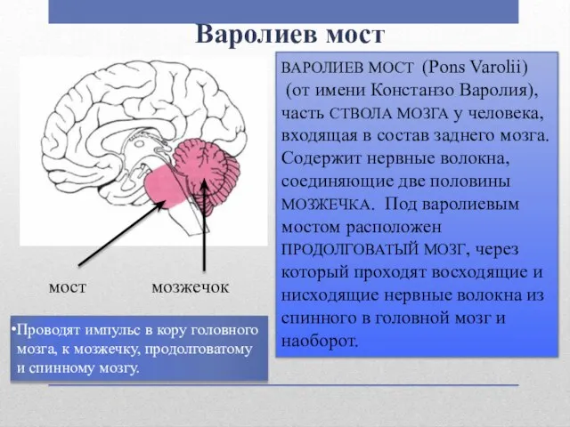 Варолиев мост ВАРОЛИЕВ МОСТ (Pons Varolii) (от имени Констанзо Варолия), часть СТВОЛА