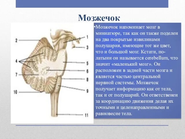 Мозжечок