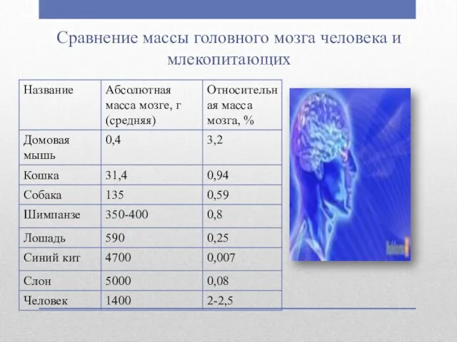 Сравнение массы головного мозга человека и млекопитающих