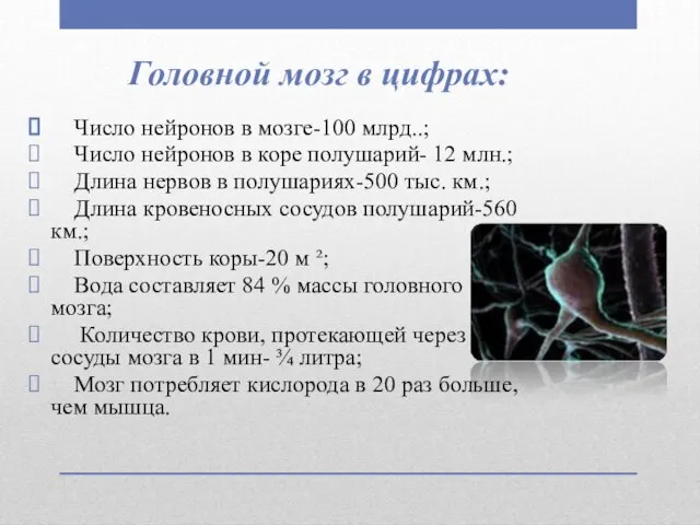 Головной мозг в цифрах: Число нейронов в мозге-100 млрд..; Число нейронов в