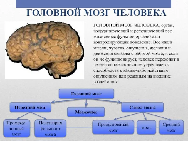 ГОЛОВНОЙ МОЗГ ЧЕЛОВЕКА ГОЛОВНОЙ МОЗГ ЧЕЛОВЕКА, орган, координирующий и регулирующий все жизненные