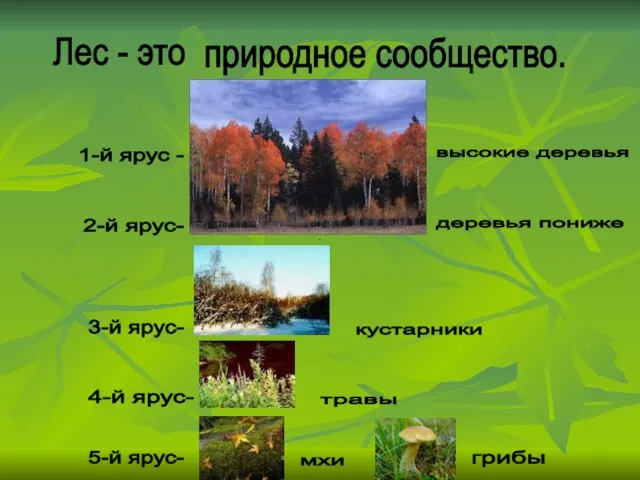 Лес - это природное сообщество. 1-й ярус - 2-й ярус- 3-й ярус-