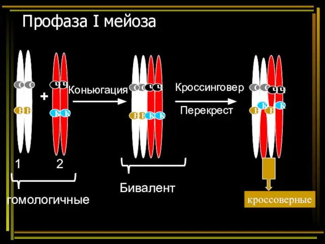 Профаза I мейоза + 1 2 гомологичные Бивалент Коньюгация Кроссинговер Перекрест Н