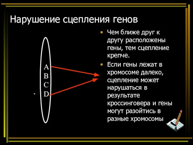 Нарушение сцепления генов Чем ближе друг к другу расположены гены, тем сцепление